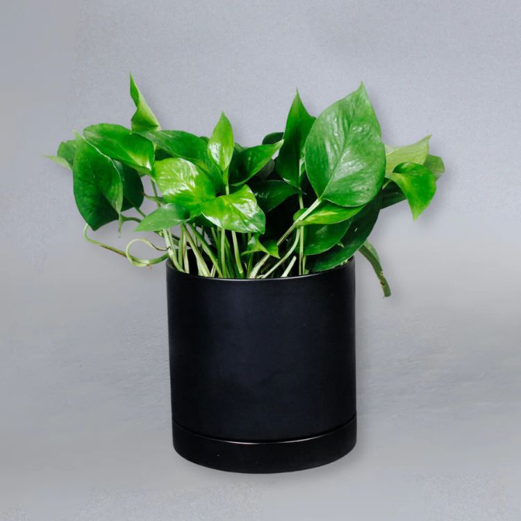 Jade Pothos