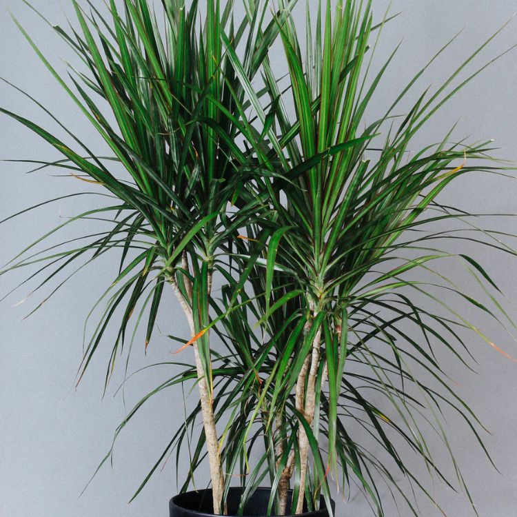 8-in Dracaena Marginata
