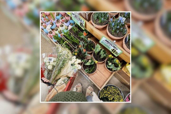 spring trader joe's products